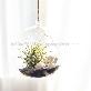 detail image4 Tillandsia Hanging Glass Gift Set." Black Sea " by Joinflower Joinfolia