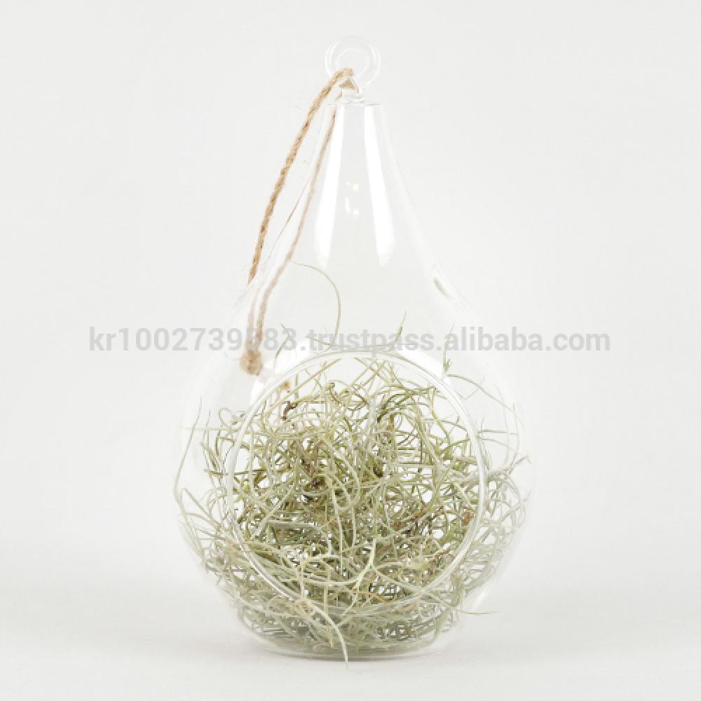 Beautiful Air Plants Hanging Terrarium Set " Spanish Moss " Joinflower Joinfolia