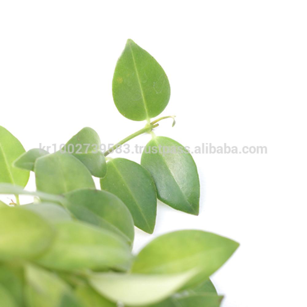 Beautiful, small, reddish orange flowers Lipstick Plants " Green " Joinflower Joinfolia