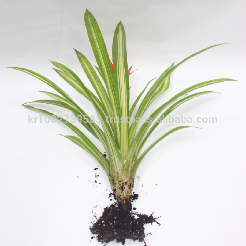 Wonderfully stunning table top plants guzmania " Grand Prix " Joinflower Joinfolia