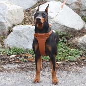 Twist leather harness T type(Big dog)