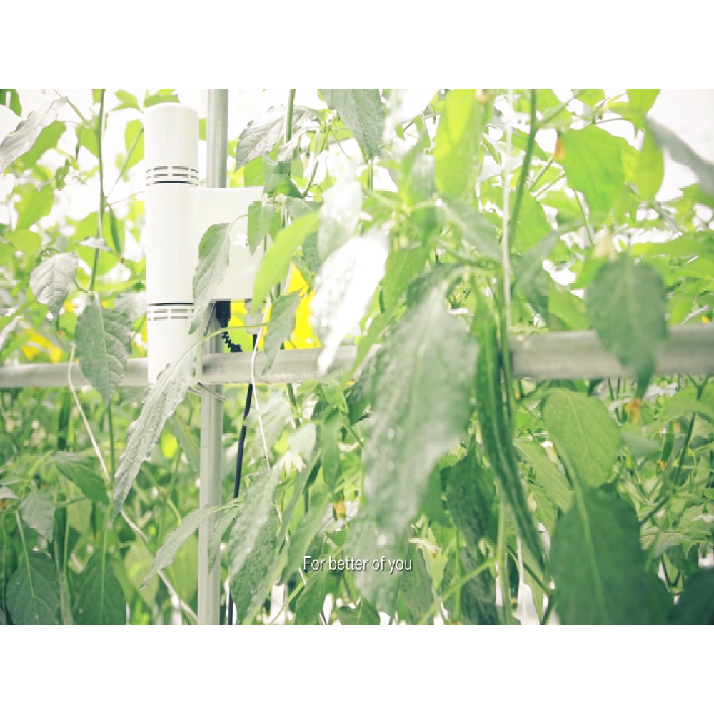 CO2, Temperature, Humidity Transmitter for Mushroom contorl and Greenhouse