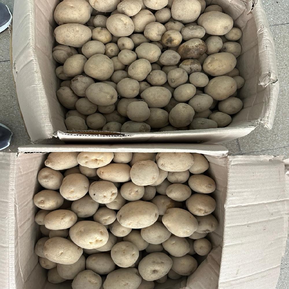 Photosynthesis enhancer, Promotor